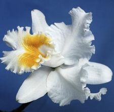 article-page-main-ehow-images-a08-39-3u-cattleyas-orchids-800x8001.jpg article-page-main-ehow-images-a08-39-3u-cattleyas-orchids-800x8001.jpg