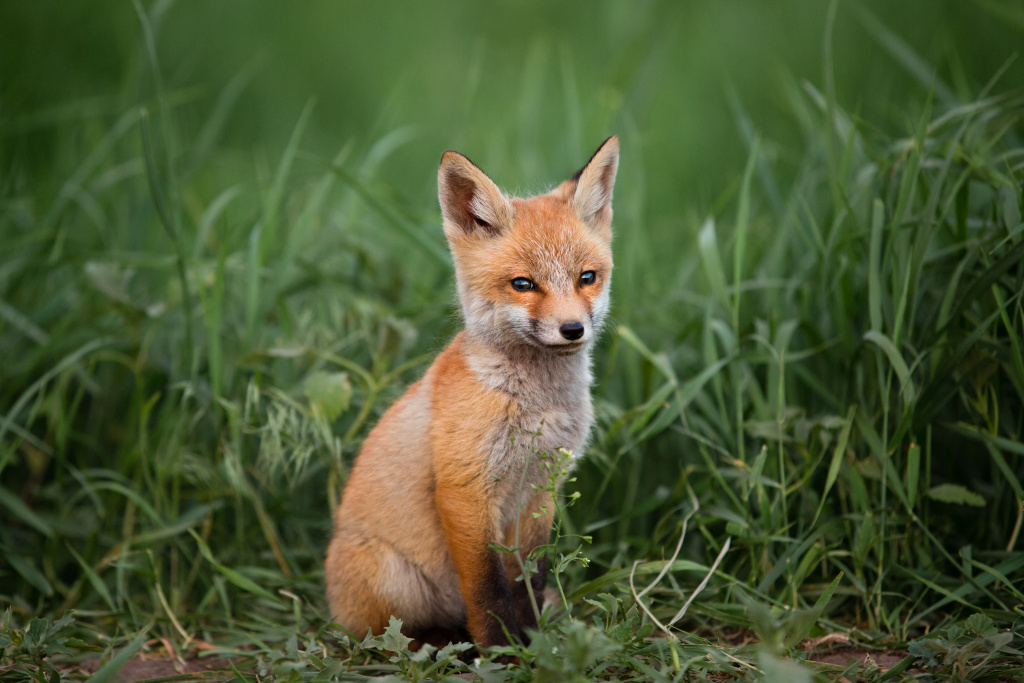 portrait-small-red-fox-against-green-grass.jpg portrait-small-red-fox-against-green-grass.jpg